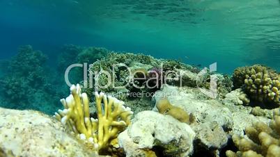 Underwater world in the coral,