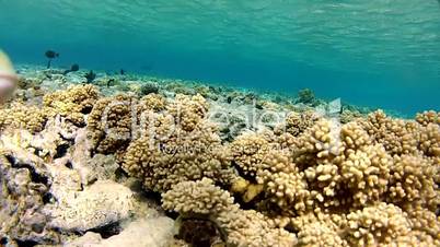 Corals and clear water. Beautiful coral fish.