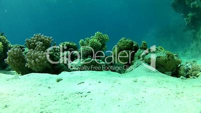 Exotic fish, underwater world in the coral,