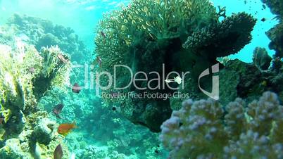 Corals and clear water. Beautiful coral fish.