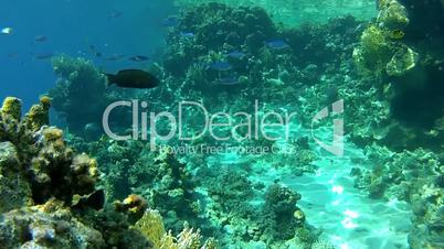 Underwater world and coral reef
