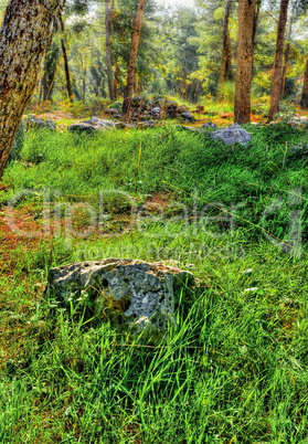 Sun rays in the forest