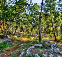 Path in the autumn forest