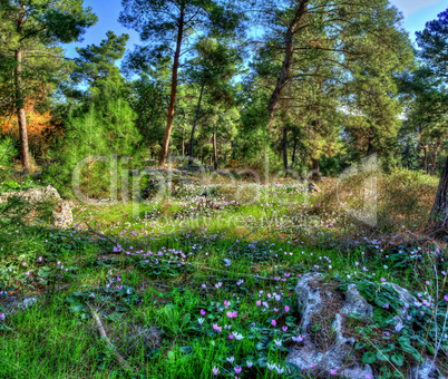 Flower Fields in the pine forest