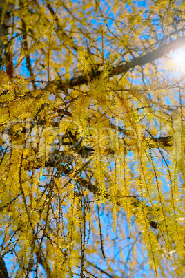 Lärche im Herbst