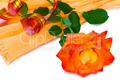 Flower red rose with leaves on a white background.