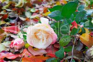 Beautiful white rose among the yellow autumn leaves