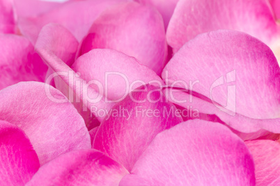 Rose petals in a large quantity (the background image).