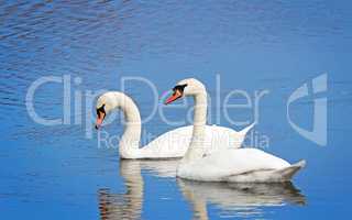 Two white swans on the lake surface.
