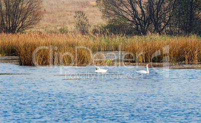 Autumn landscape: lake, reeds and floating swans.