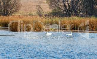 Autumn landscape: lake, reeds and floating swans.