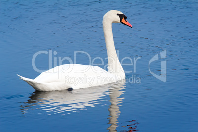 White Swan on blue water of the lake.