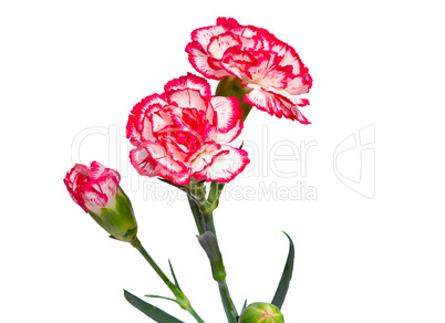 Carnation flowers on a white background.