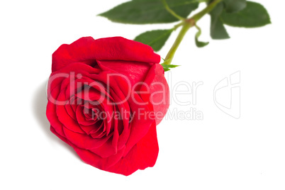 Flower red rose with leaves on a white background.