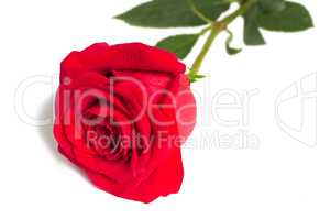 Flower red rose with leaves on a white background.