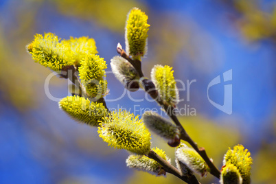 Blossoming branches of a willow.