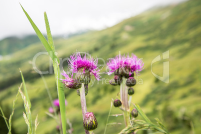 Distel