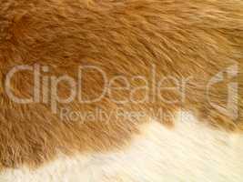 Close up of yellowish-brown  skinned goat fur with white details