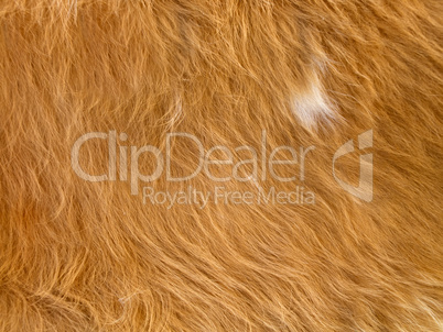 Close up of yellowish-brown  skinned goat fur