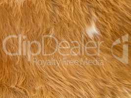 Close up of yellowish-brown  skinned goat fur