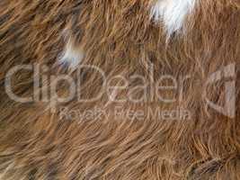 Close up of brown  skinned goat fur with white details
