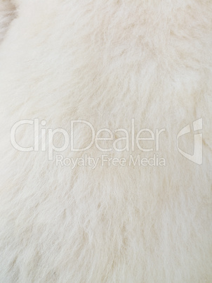 Close up of white skinned  fur