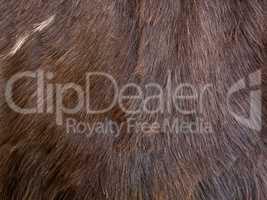Close up of brown skinned  fur