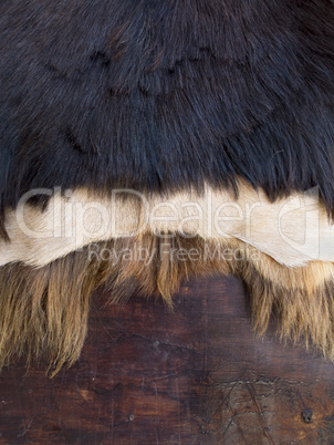 Close up of black,white and brown skinned  fur on a wooden b