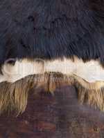 Close up of black,white and brown skinned  fur on a wooden b
