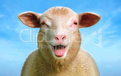 Happy sheep
