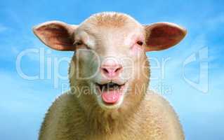 Happy sheep