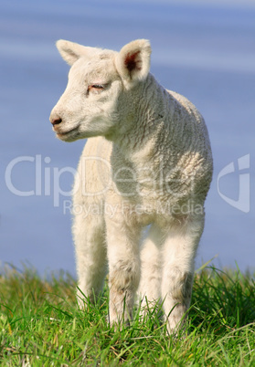 Lamb on seawall