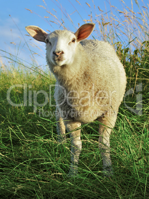 Sheep in the grass