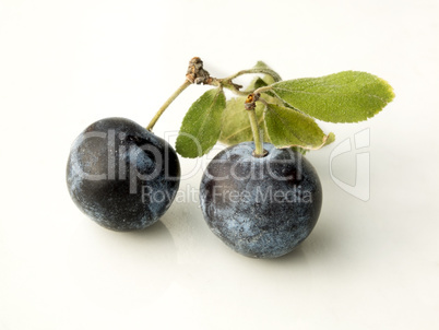 Sloe,Prunus spinosa - blackthorn on a white background