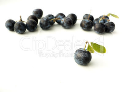 Sloe,Prunus spinosa - blackthorn on a white background