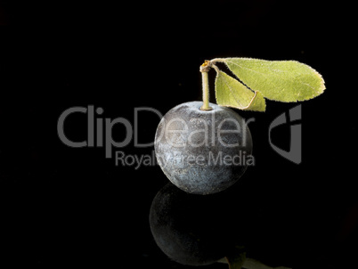 Sloe,Prunus spinosa - blackthorn on a black background