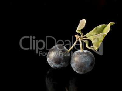 Sloe,Prunus spinosa - blackthorn on a black background