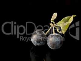 Sloe,Prunus spinosa - blackthorn on a black background