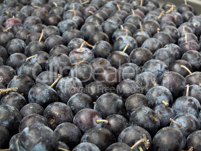 Pile of Sloe,Prunus spinosa - blackthorn