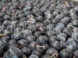 Pile of Sloe,Prunus spinosa - blackthorn
