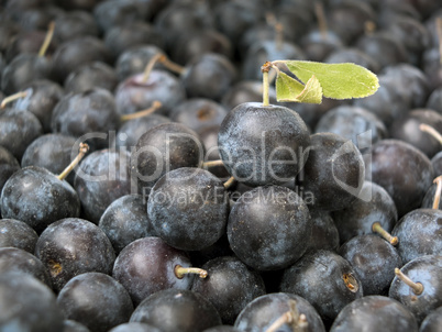 Pile of Sloe,Prunus spinosa - blackthorn