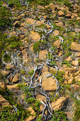 Dry white roots tangled in yellow rocks