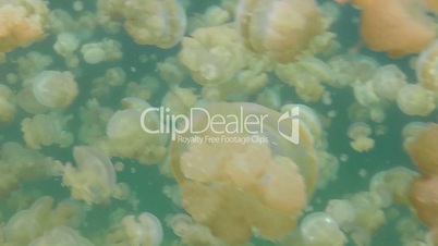 Micronesia Jellyfish Lake Palau Animals Jellies Swimming In Atoll Water