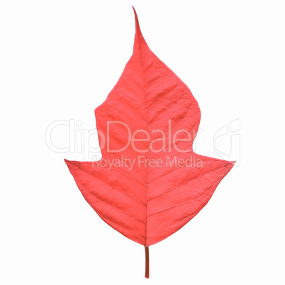 Retro looking Poinsettia Christmas star leaf