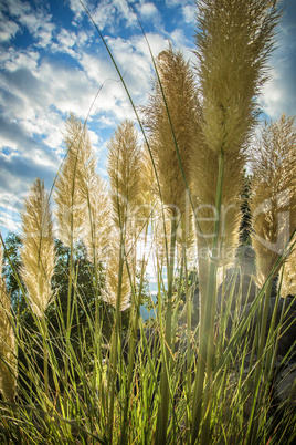 Pampas Gras im Gegenlicht