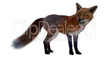 Red fox standing - 3D render