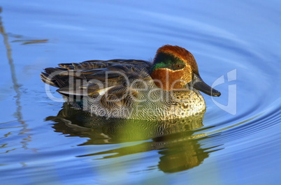 Male eurasian or common teal, anas crecca