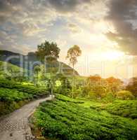 Green tea plantations