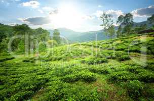 Tea fields in mountains