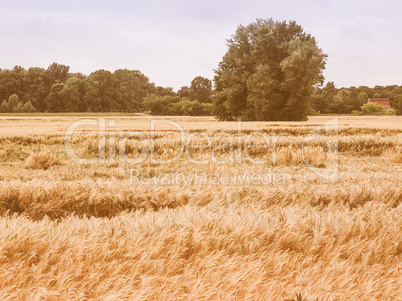 Retro looking Barleycorn field